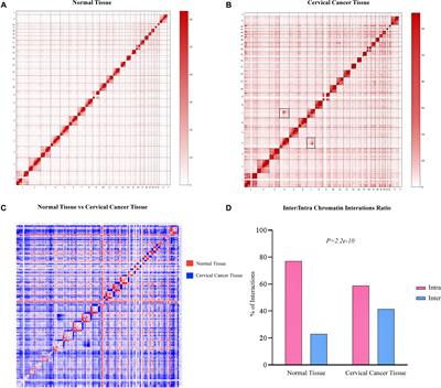 Structural Variations of the 3D Genome Architecture in Cervical Cancer Development